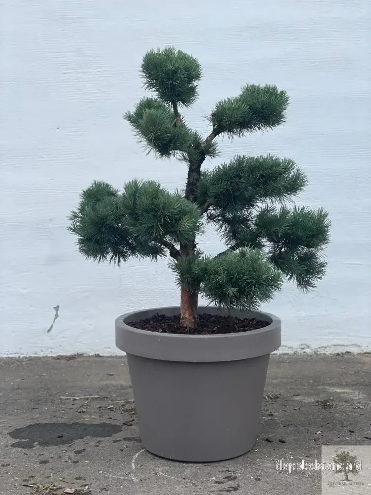 Pinus Silvestris Watereri - Bonsai molnklippt 150 cm - Bild 2