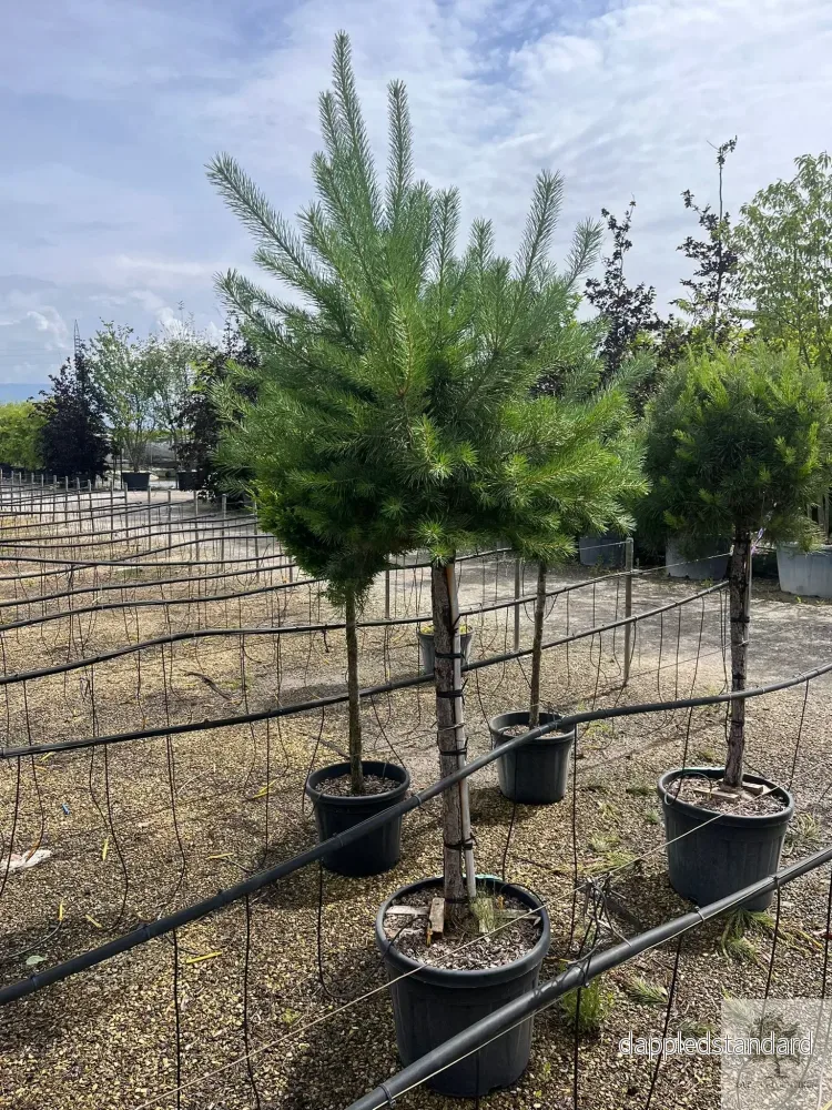 Dvärgtall tålig barrväxt - Pinus Silvestris Watereri - trädformat 200 cm - Bild 3