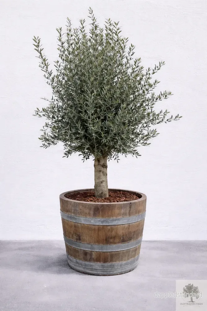 Olivträd 30 år – 230 cm höjd – 40 cm stam – 90 cm krona Olivträd 30 år – 230 cm höjd – 40 cm stam – 90 cm krona