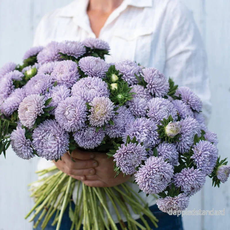 Sommaraster ´Lady Coral Lavender´ - Bild 2
