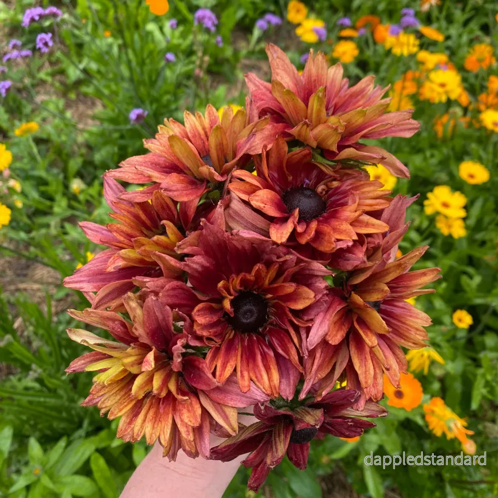 Sommarrudbeckia ´Sahara’ - Bild 3