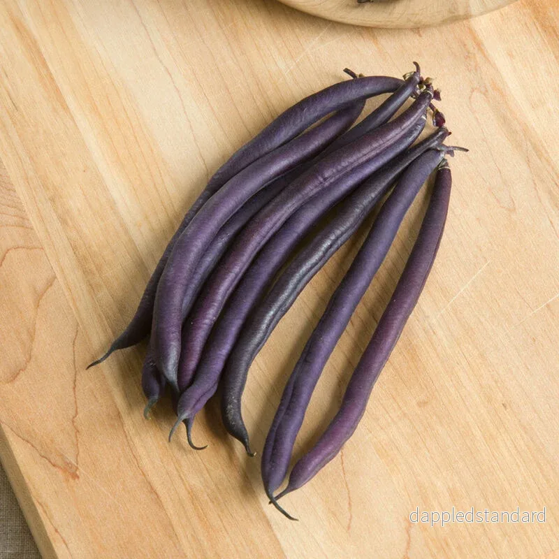 Brytböna, busk ´Amethyst´ Brytböna, busk ´Amethyst´
