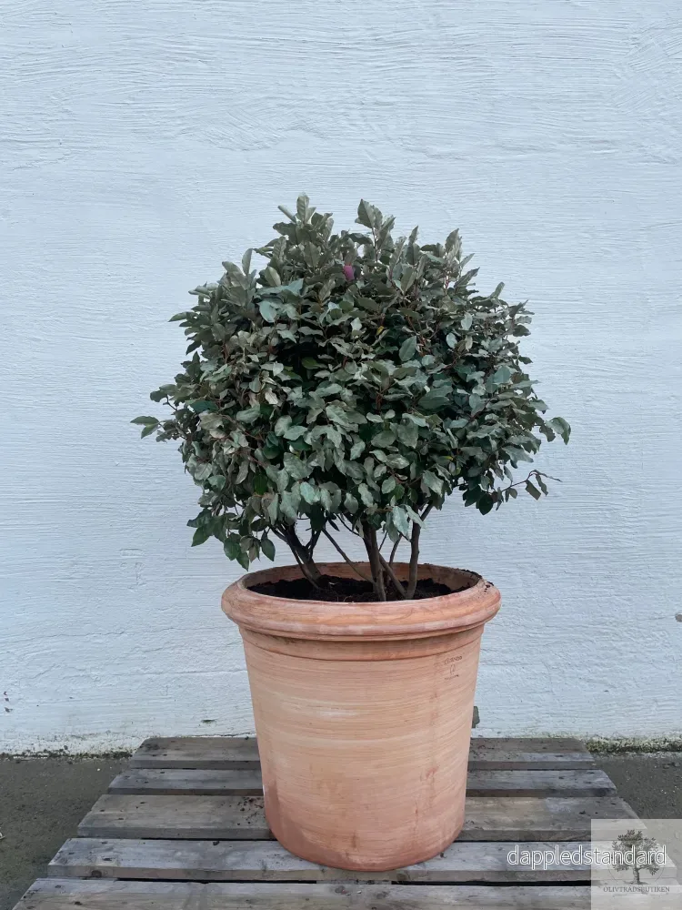 Silverbuske - Elaeagnus Ebbingei - Flerstammig 140 - Bild 2