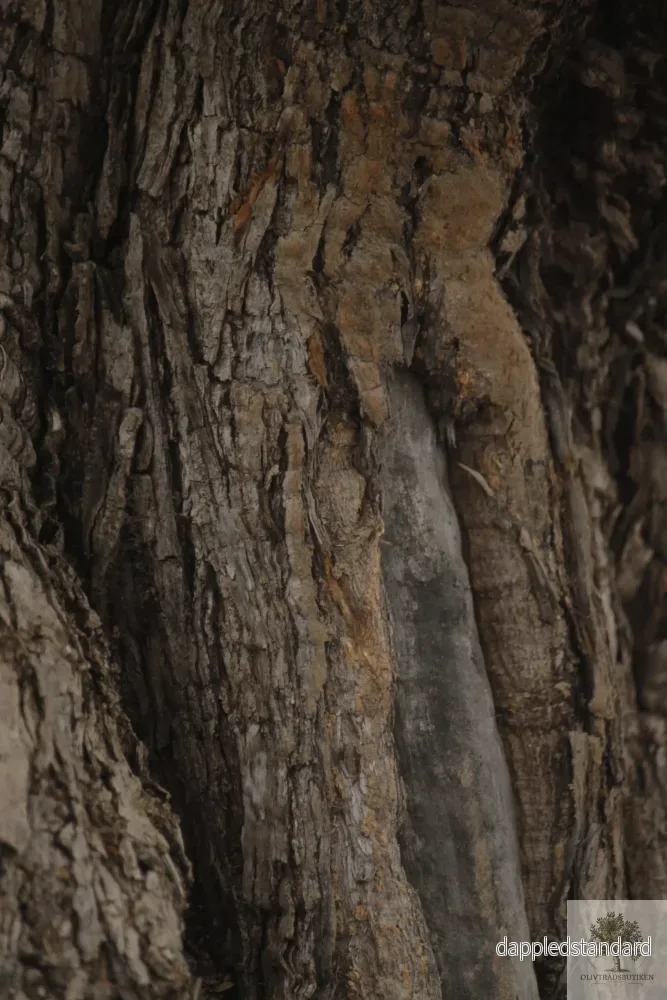 Olivträd Olea Europaea 250 år - Bonsai Large - Bild 2
