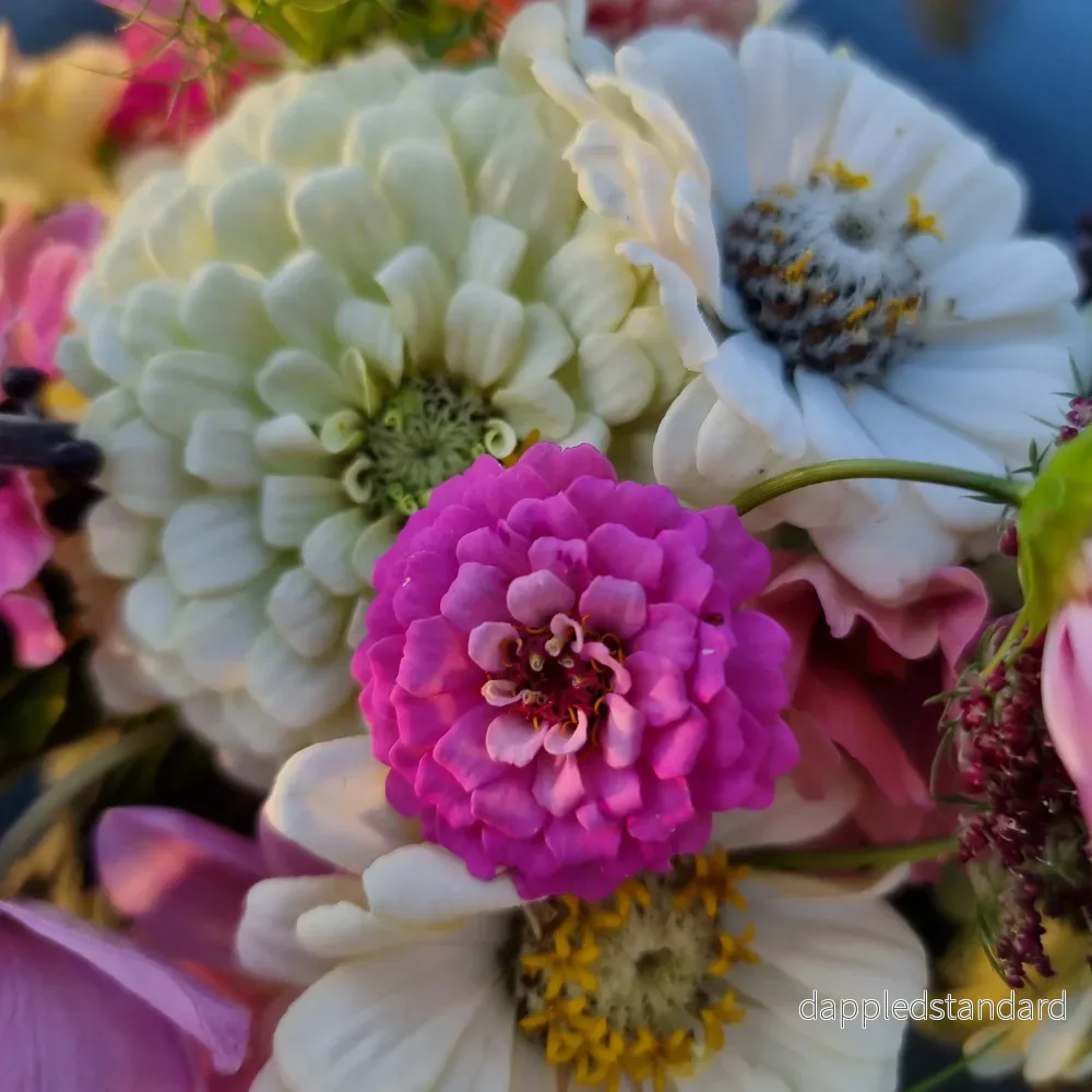 Zinnia Polar Bear (storpack) - Bild 3