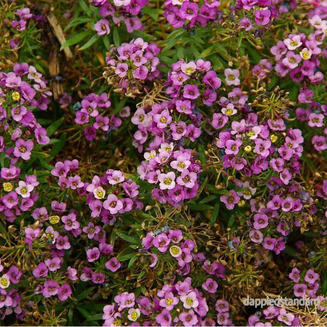 Strandkrassling ´North Face Lavender´