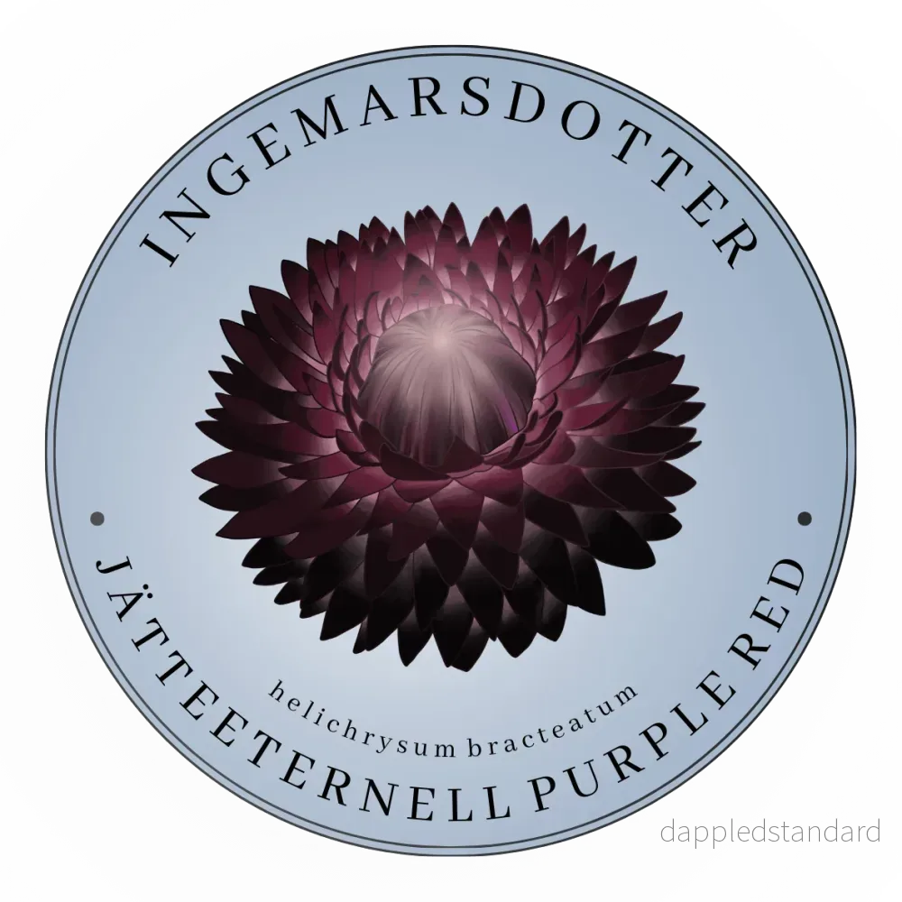 Jätte-Eternell Purple Red (storpack) Jätte-Eternell Purple Red (storpack)