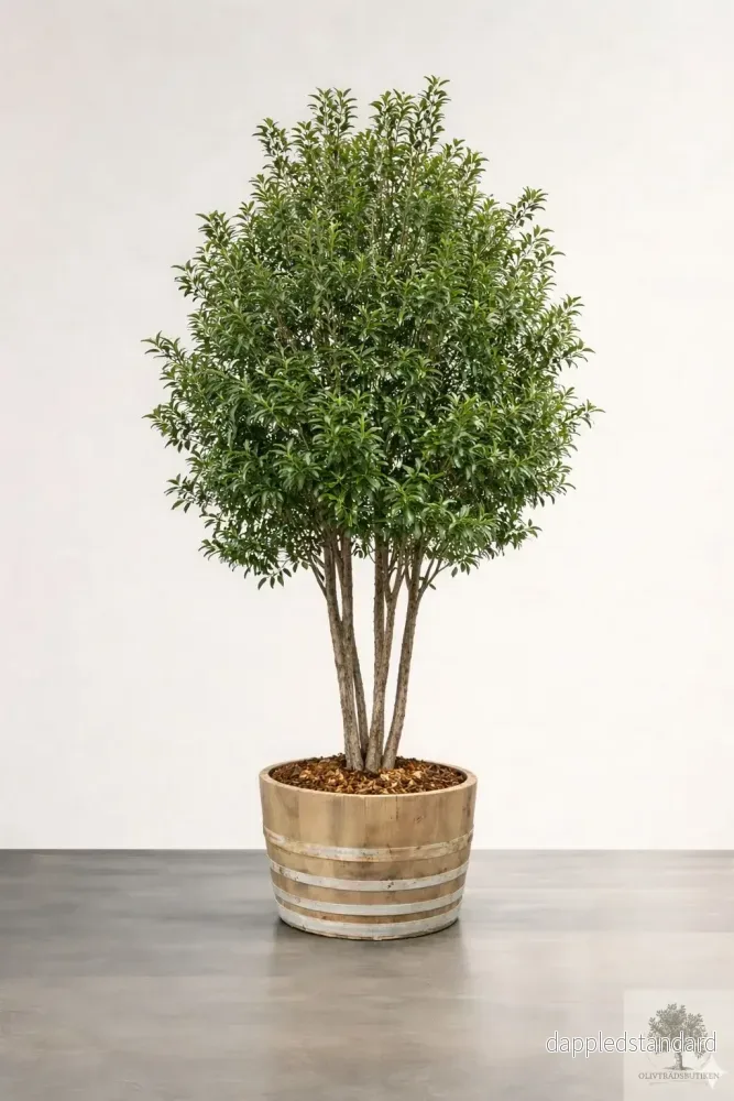 Osmanthus ilicifolius – Flerstammig 220 cm