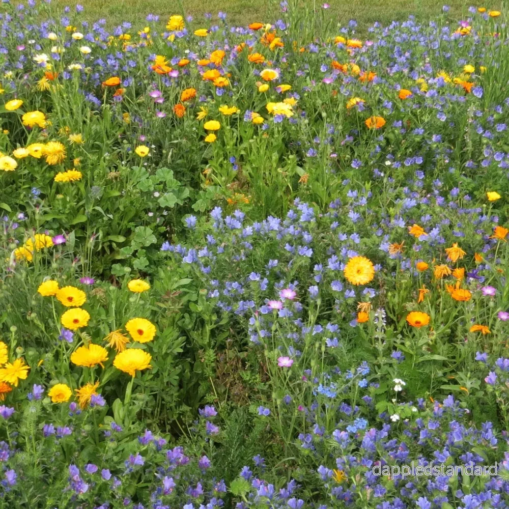 Blomsterblandning för stenpartier Blomsterblandning för stenpartier