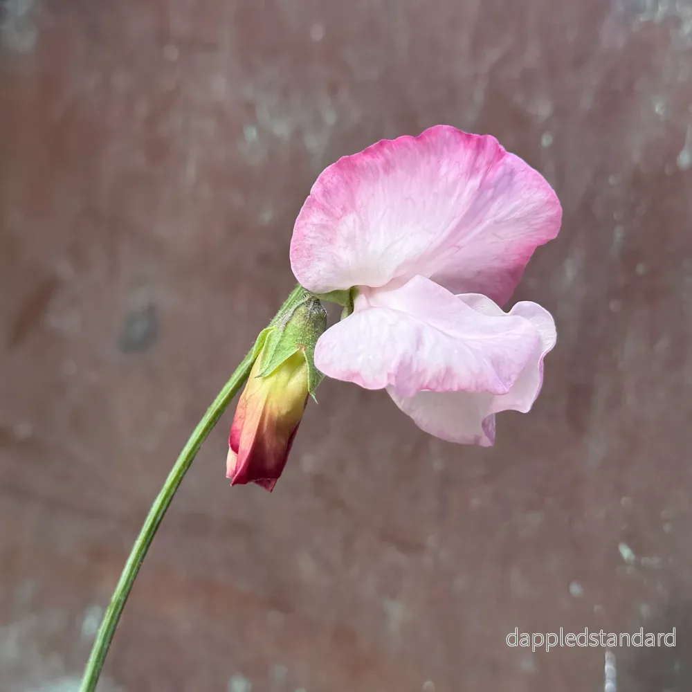 Rosy Frills - Bild 3