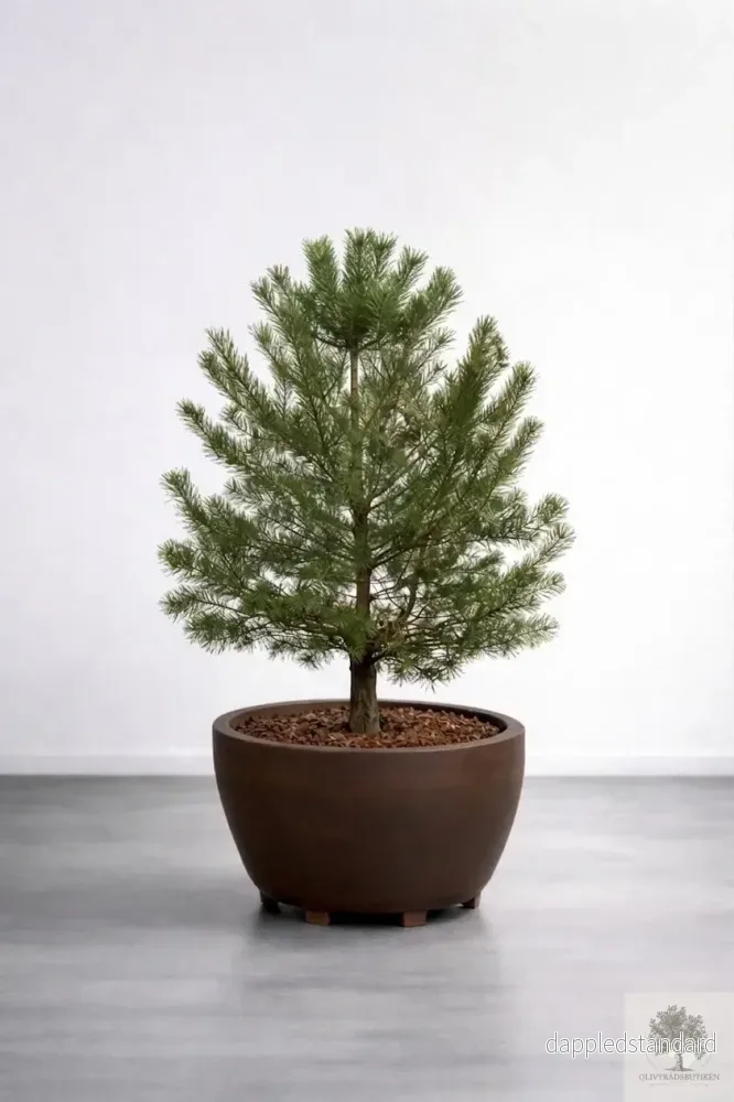 Barrträd – Pinus Silvestris Watereri – Buskform 1,6 m Barrträd – Pinus Silvestris Watereri – Buskform 1,6 m