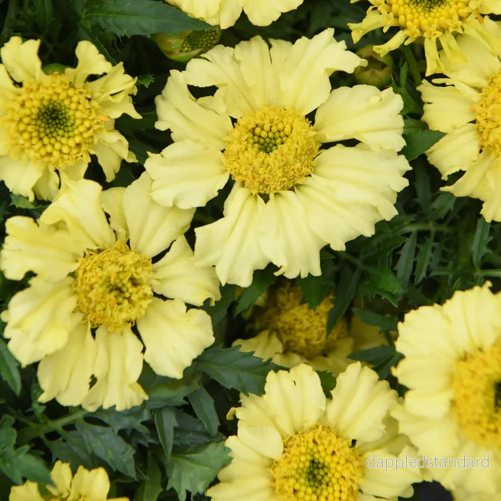 Sammetstagetes ´Daisy Wheel Lemon´