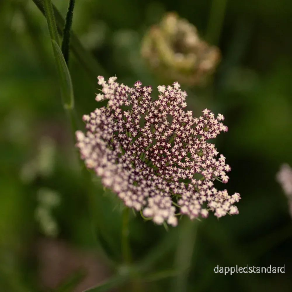 Blomstermorot ´Dara´ Blomstermorot ´Dara´