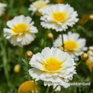 Kranskrage ´Primrose Gem´