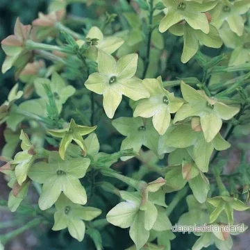 Blomstertobak ´Perfume Antique Lime´ Blomstertobak ´Perfume Antique Lime´