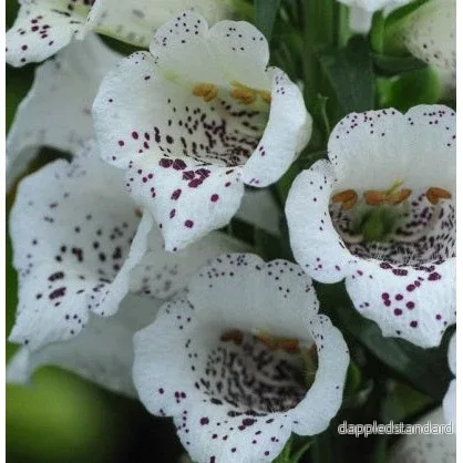 Fingerborgsblomma ´White Carousel´ Fingerborgsblomma ´White Carousel´