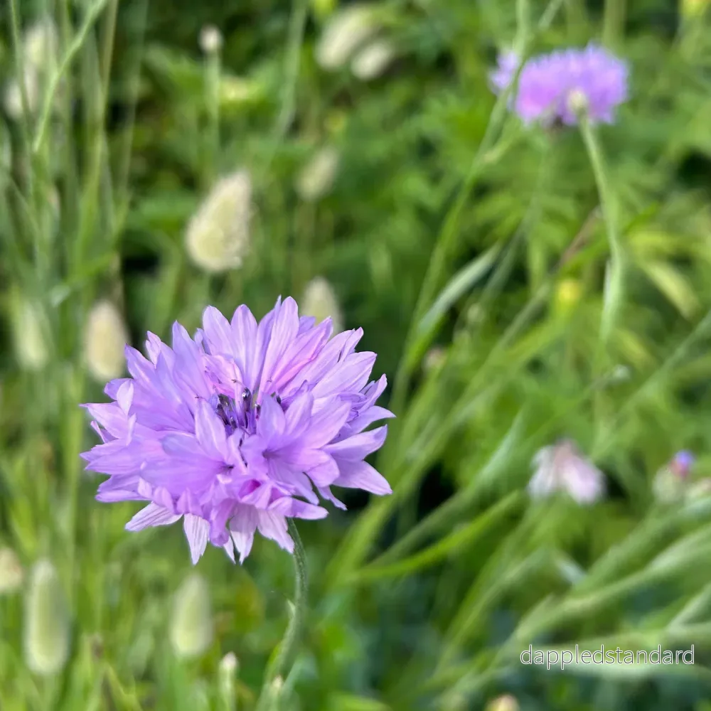 Blåklint ´Lady Mauve´ - Bild 2