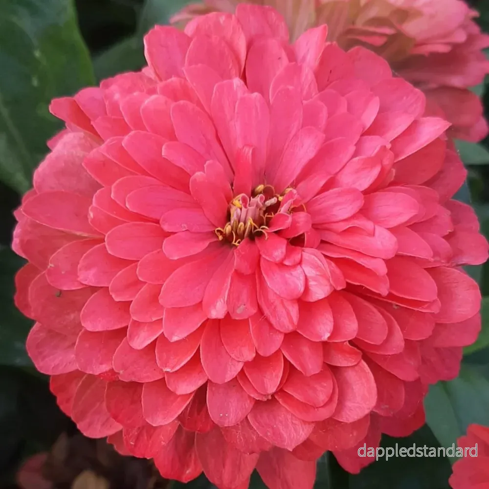 Zinnia ´Benary´s Giant Coral´ Zinnia ´Benary´s Giant Coral´