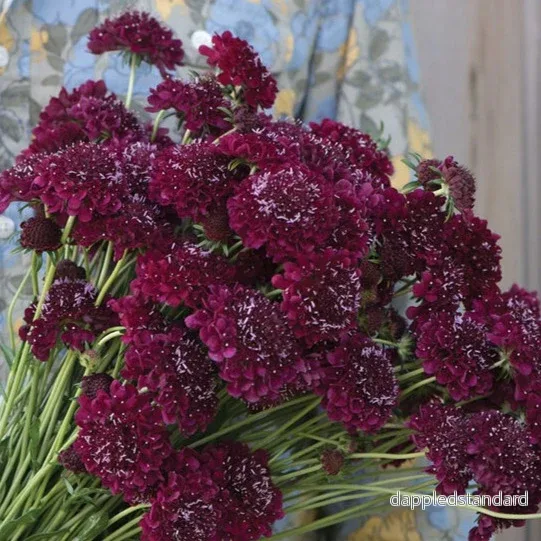 Praktvädd ´Merlot Red´ Praktvädd ´Merlot Red´