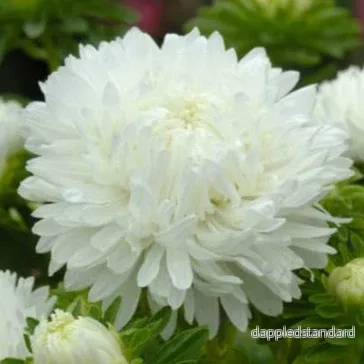 Sommaraster ´King Size White´ Sommaraster ´King Size White´