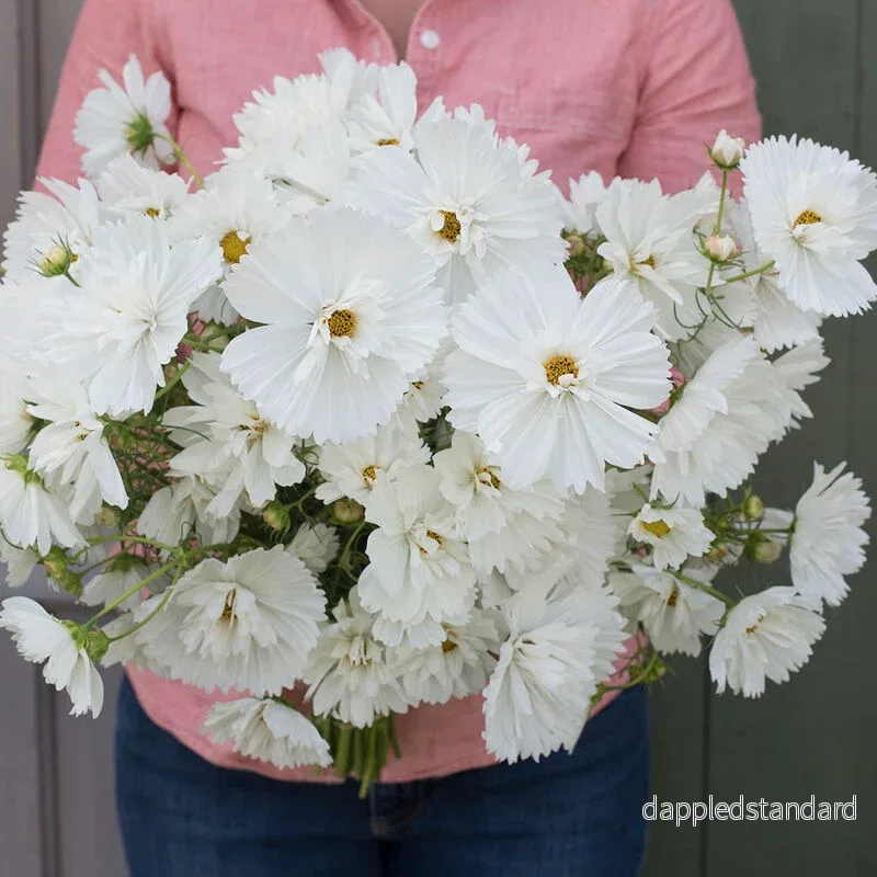Rosenskära ´Fizzy White´