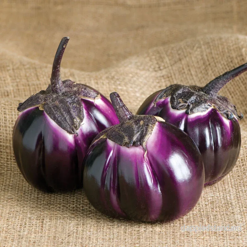 Aubergine ´Barbarella´ F1 Aubergine ´Barbarella´ F1
