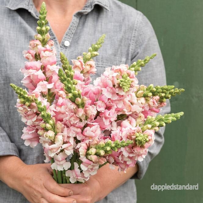 Lejongap ´Bridal Pink´ F1
