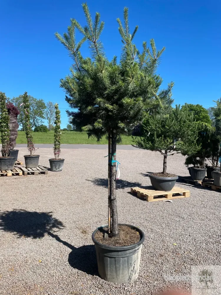 Dvärgtall tålig barrväxt – Pinus Silvestris Watereri – trädformat 200 cm Dvärgtall tålig barrväxt – Pinus Silvestris Watereri – trädformat 200 cm