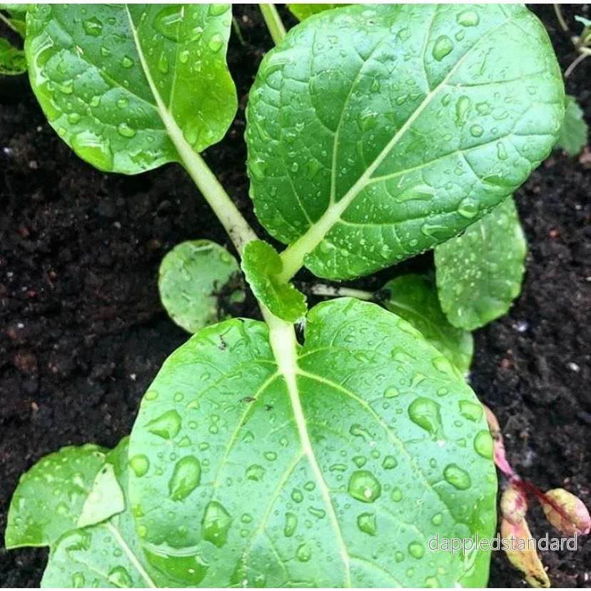 Pak choi - Bild 2