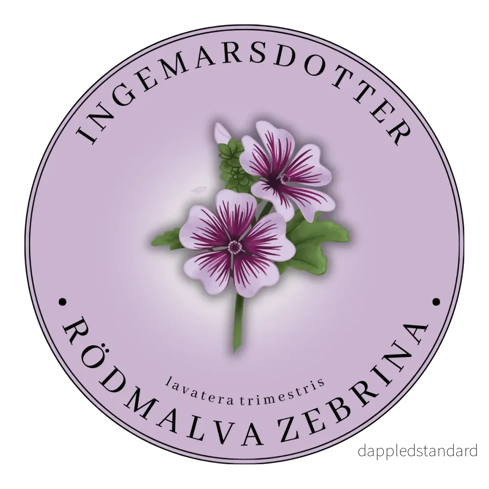 Malva Zebrina Malva Zebrina
