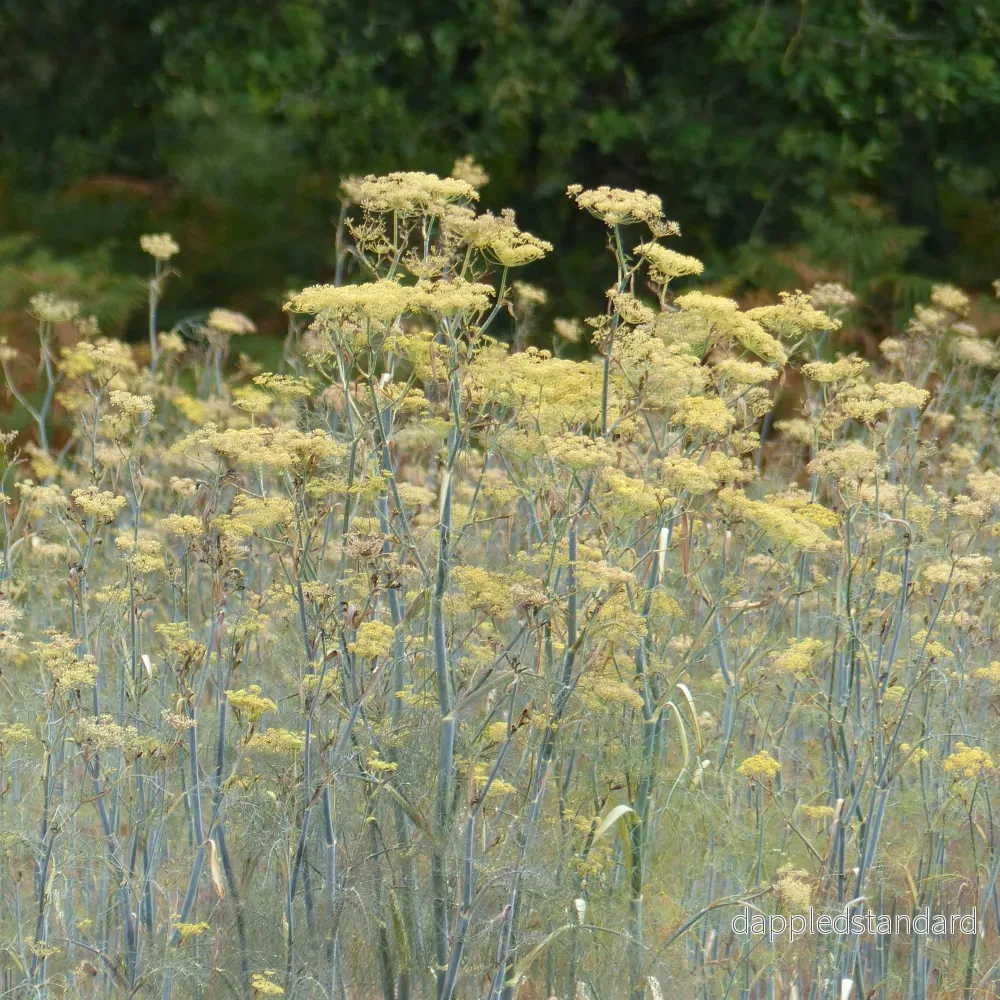 Dill ´Vierling´ Dill ´Vierling´