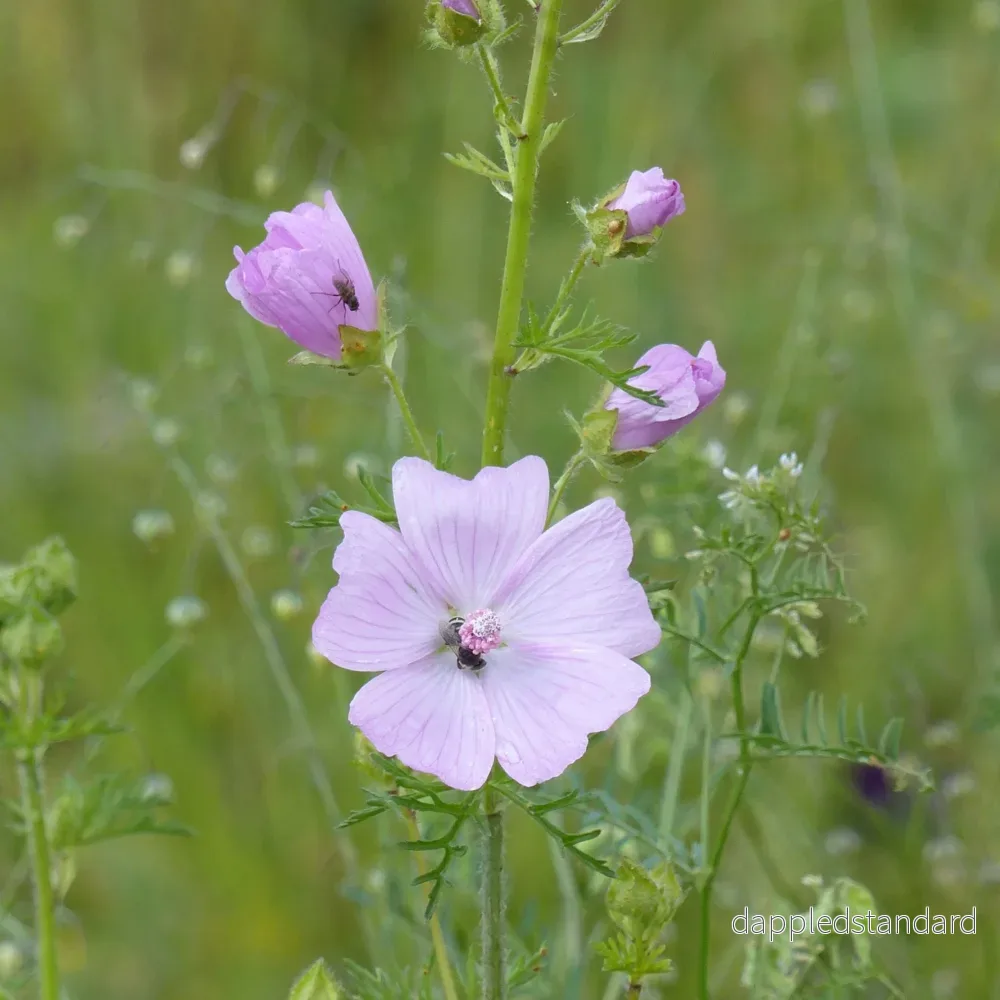Myskmalva ´Rosea´ - Bild 2