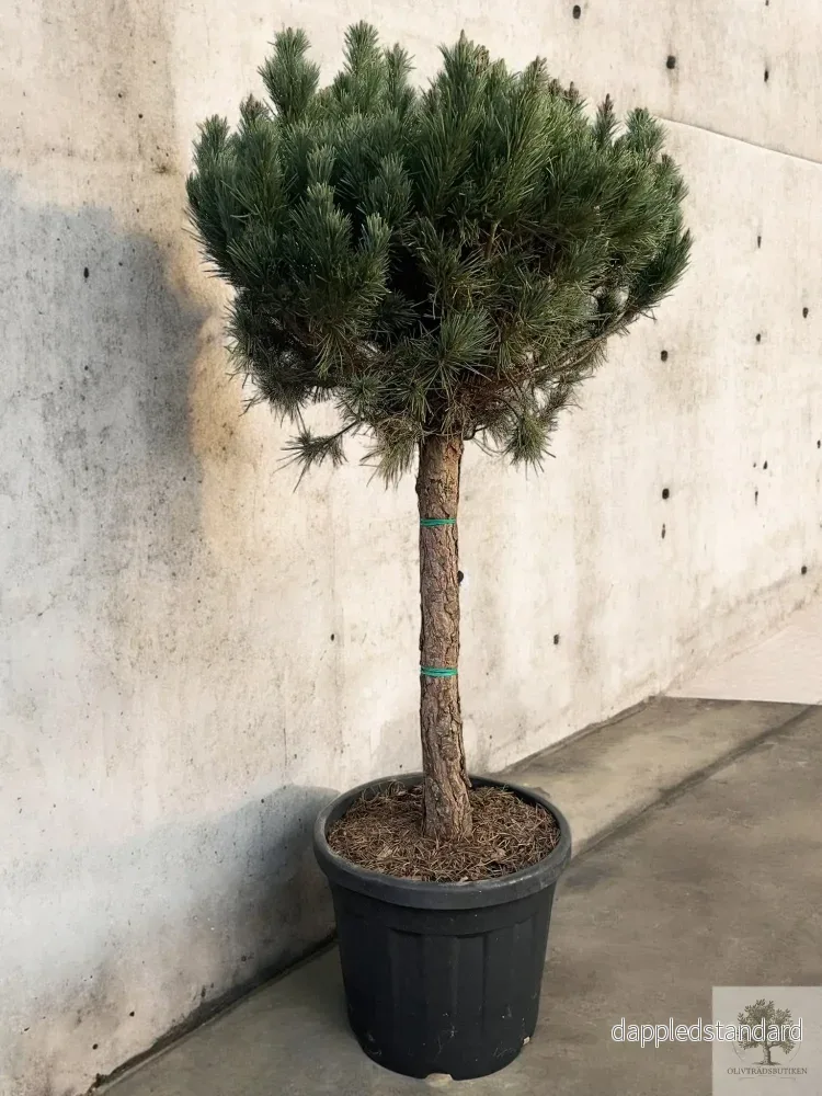 Dvärgtall tålig barrväxt – Pinus Silvestris Watereri – trädformat 160 cm Dvärgtall tålig barrväxt – Pinus Silvestris Watereri – trädformat 160 cm