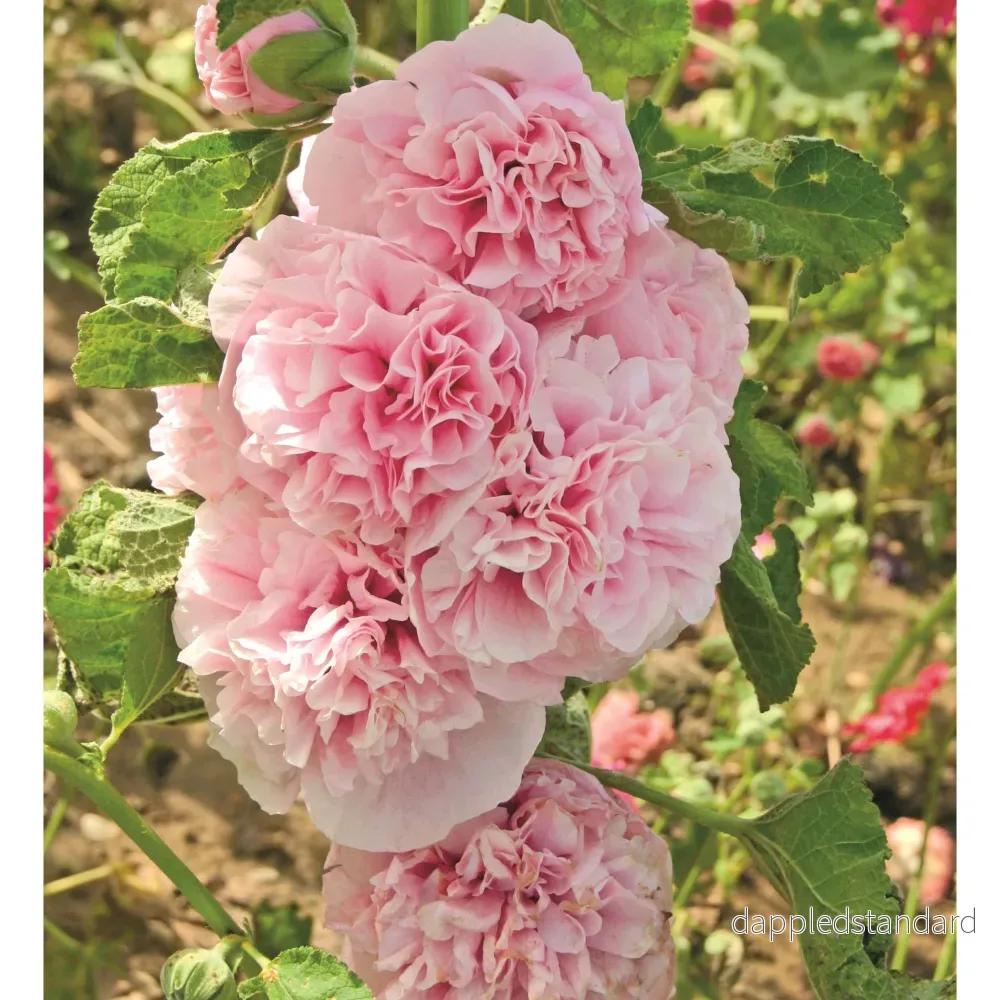 Stockros ´Appleblossom´ Stockros ´Appleblossom´