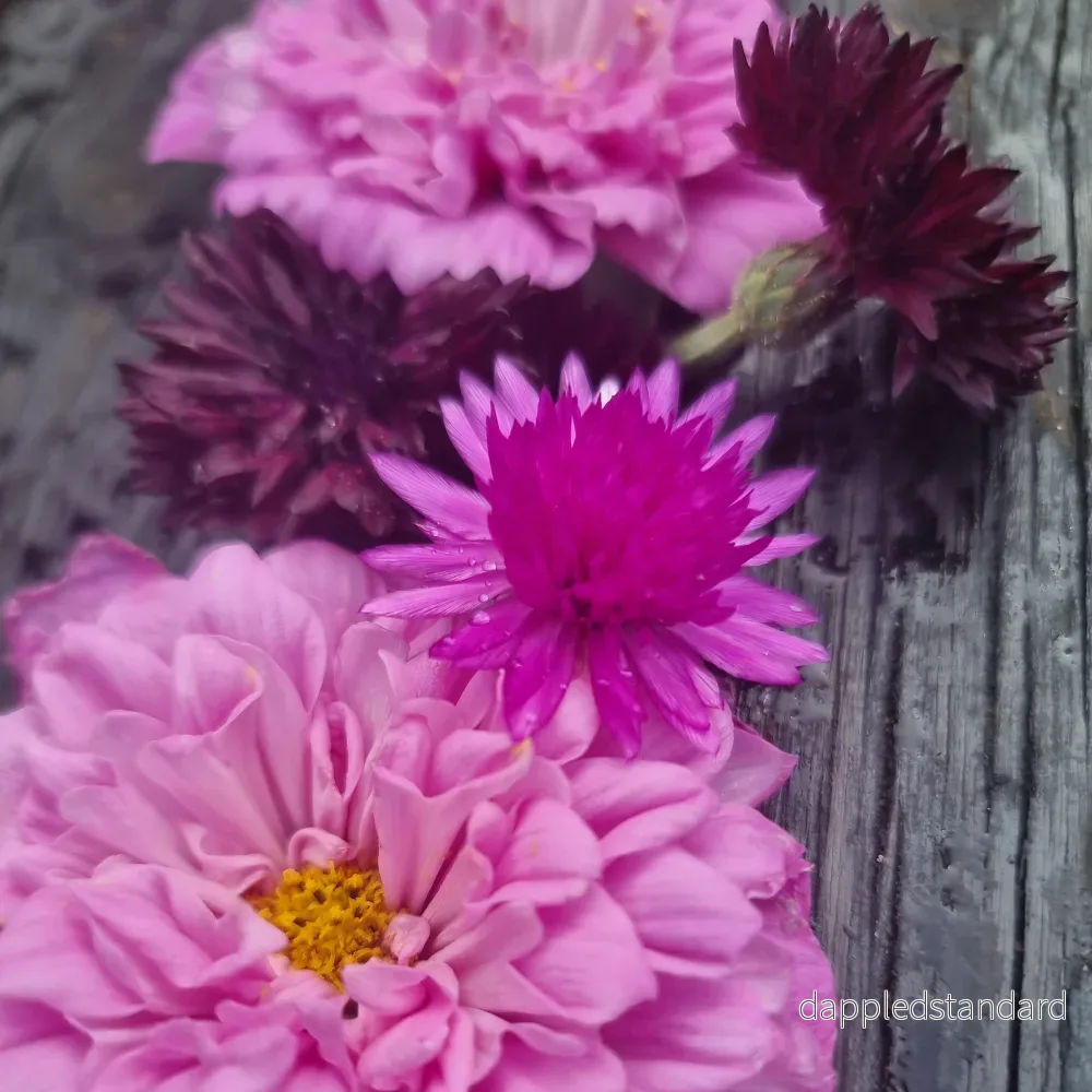 Pappersblomster mix - Bild 3
