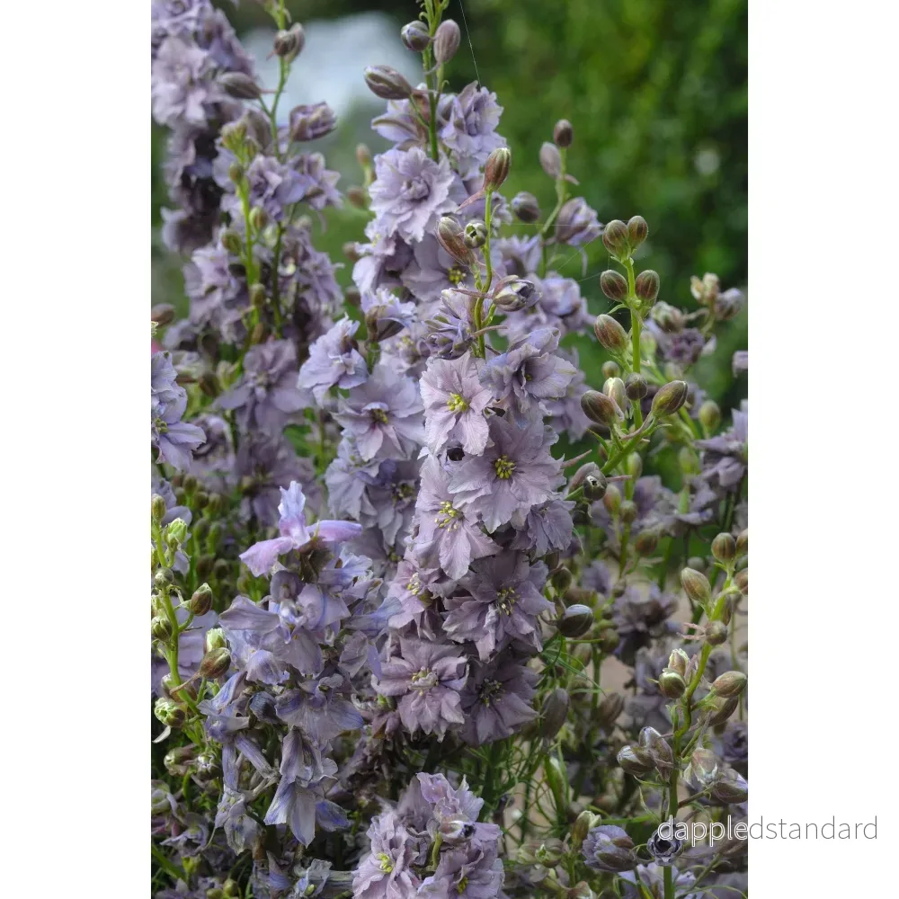 Riddarsporre ´Misty Lavender´ - Bild 2