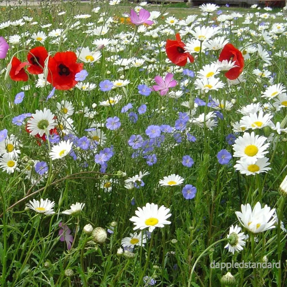 Blomsterblandning Lantliga Blommor Blomsterblandning Lantliga Blommor
