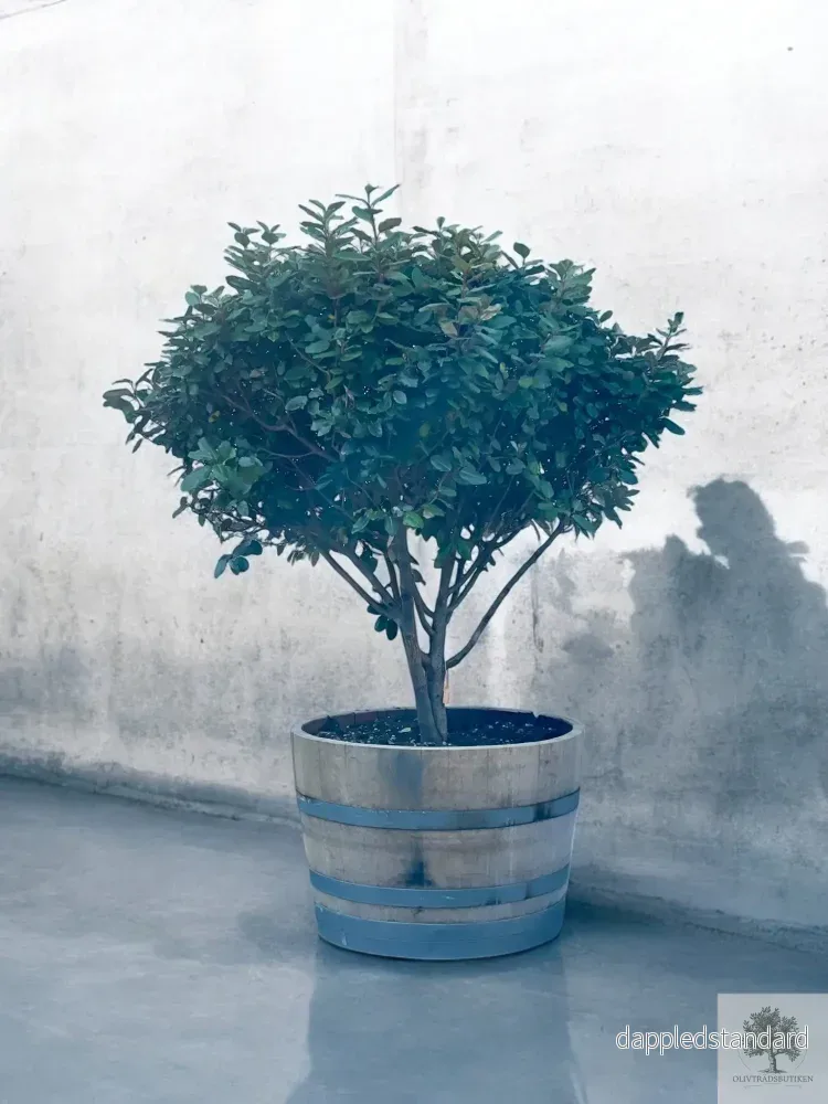 Silverbuske – Elaeagnus Ebbingei – Flerstammig 175 cm Silverbuske – Elaeagnus Ebbingei – Flerstammig 175 cm
