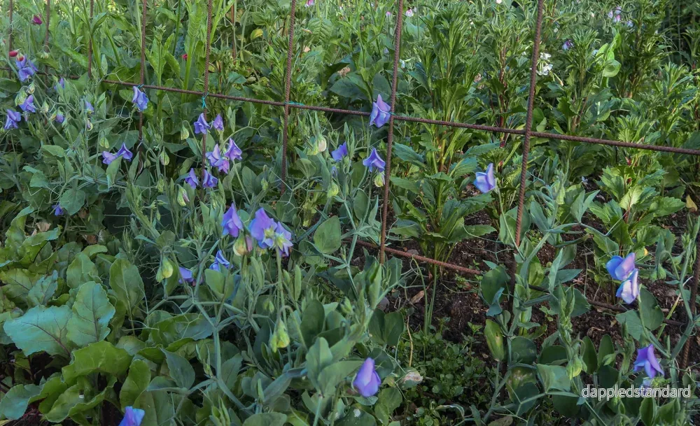 Bijou Blue Bijou Blue