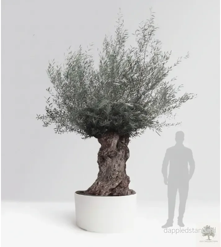 Olivträd 200 år – 300 cm höjd – 160 cm stam – 150 cm krona – Bonsai Large