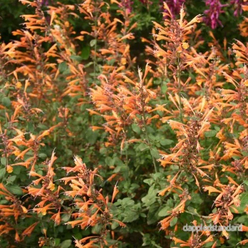 Orange kolibrimynta ´Apricot Sprite´