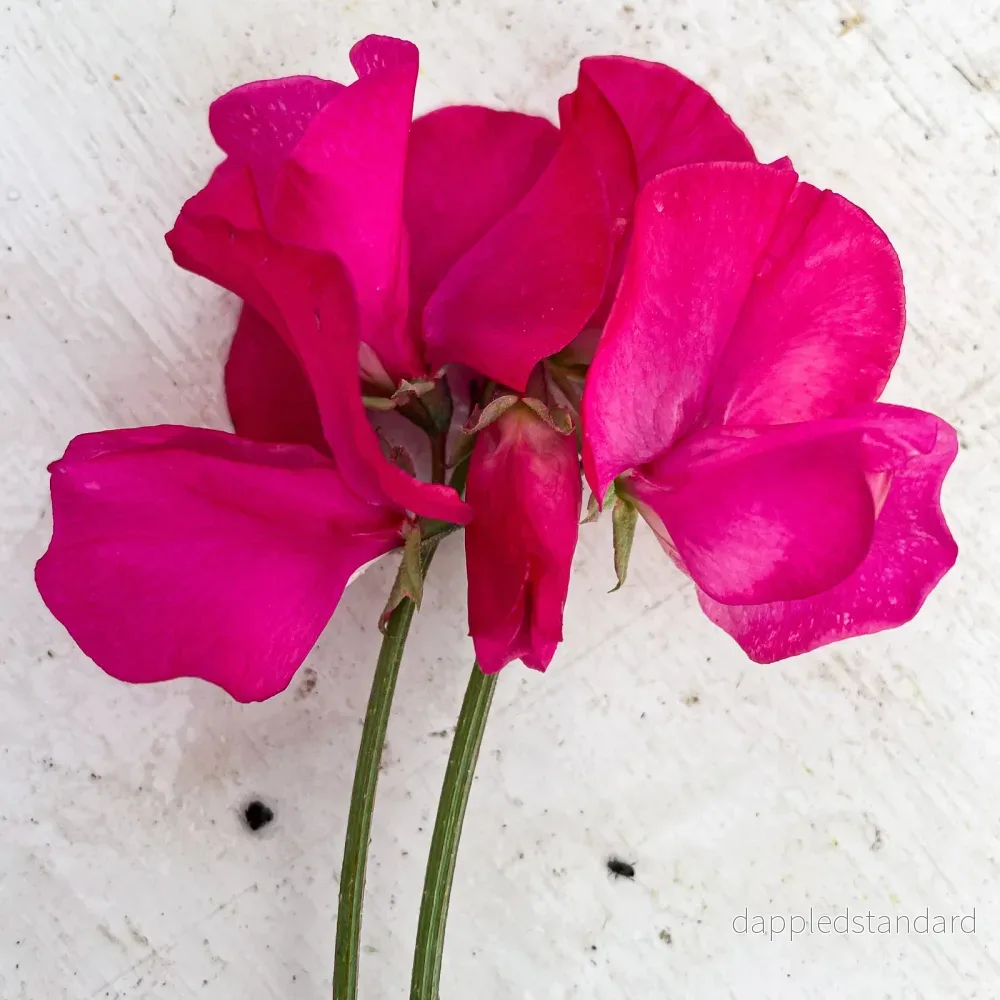 Zorija Rose Zorija Rose