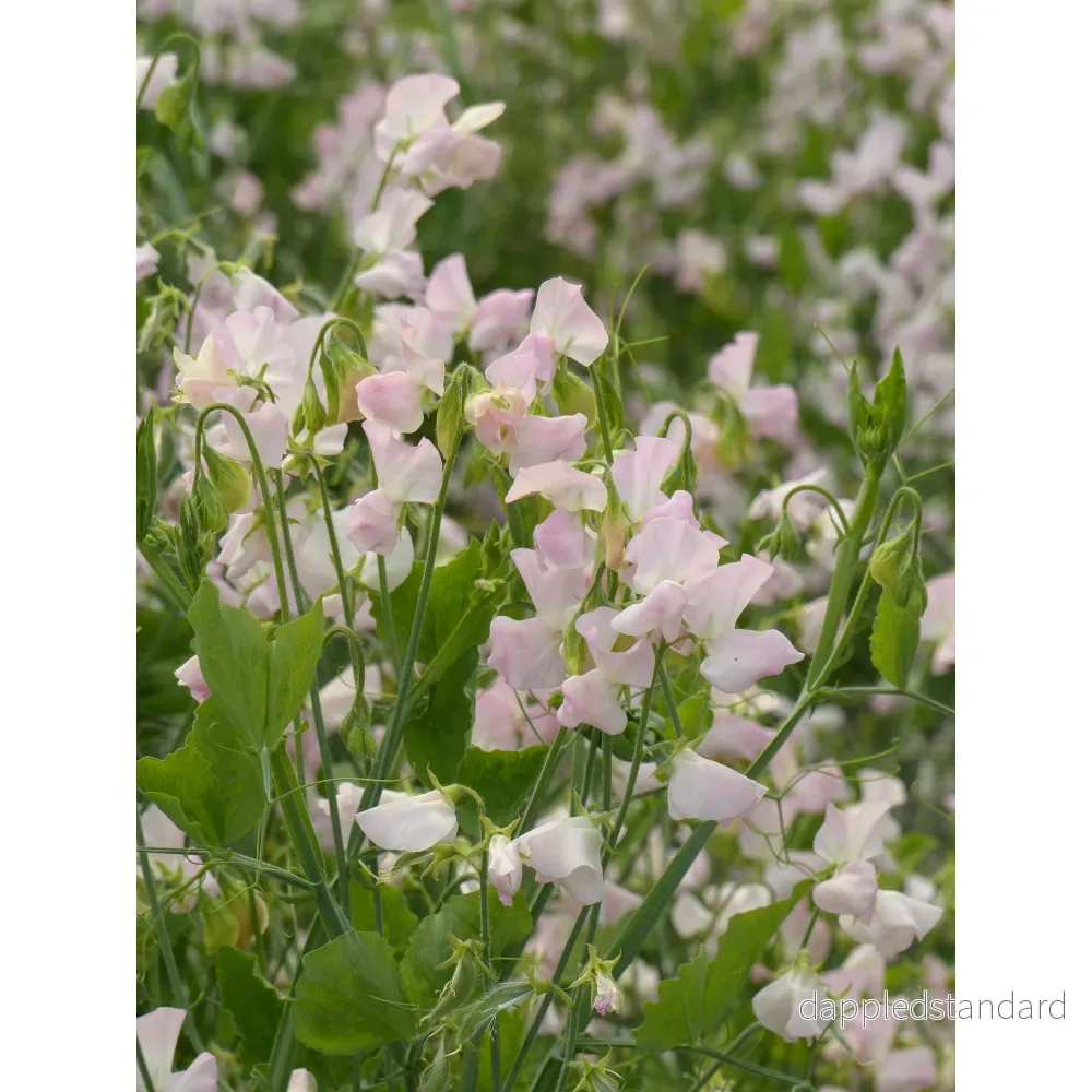 Luktärt ´Spring Sunshine Blush´ - Bild 2