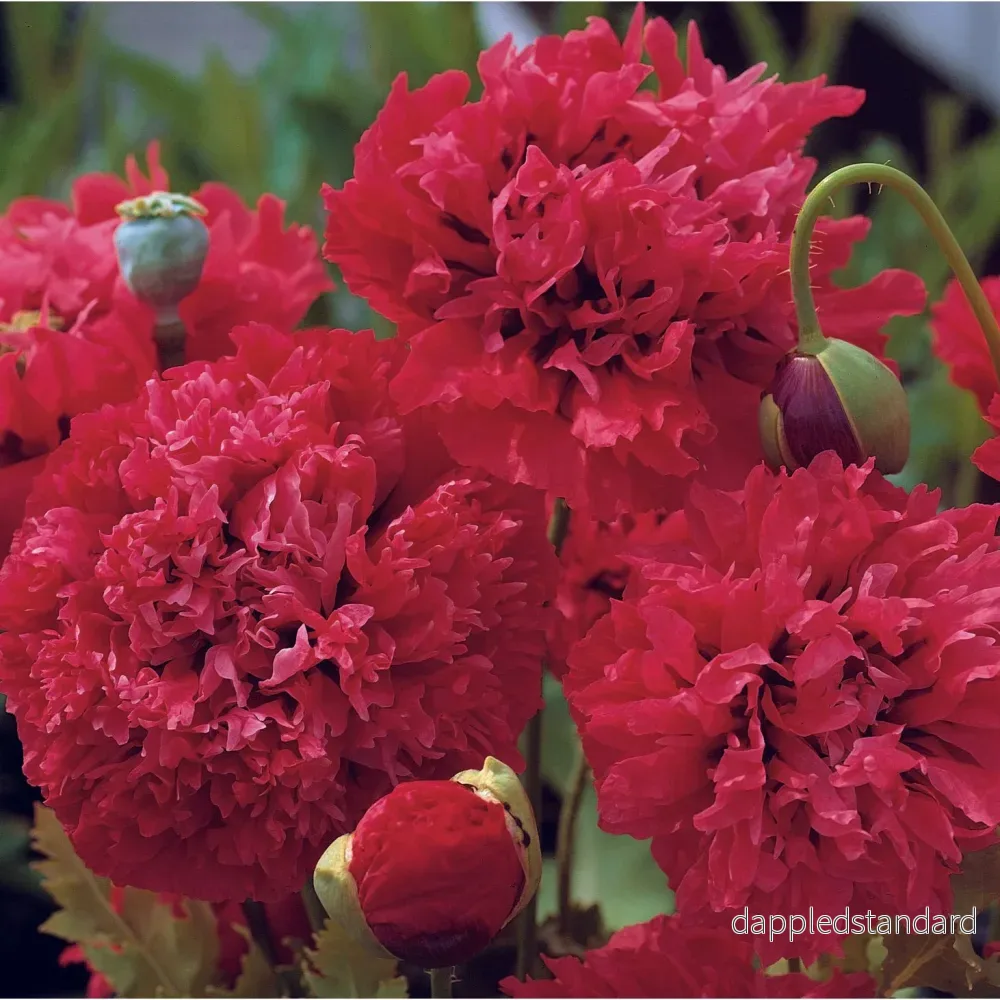 Pionvallmo ´Red Pom Poms´