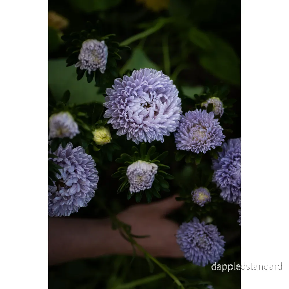 Sommaraster ´Lady Coral Lavender´ - Bild 3