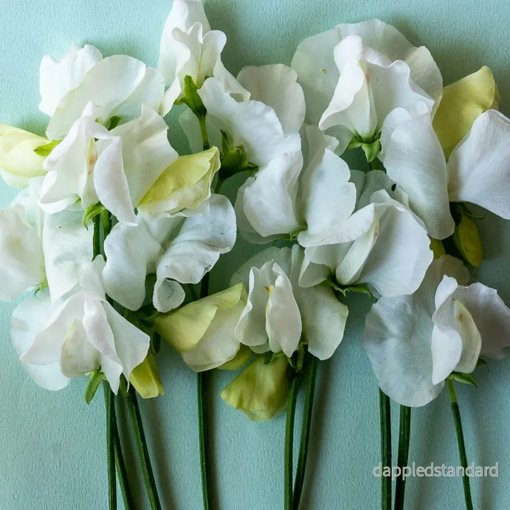 Solstice White Solstice White