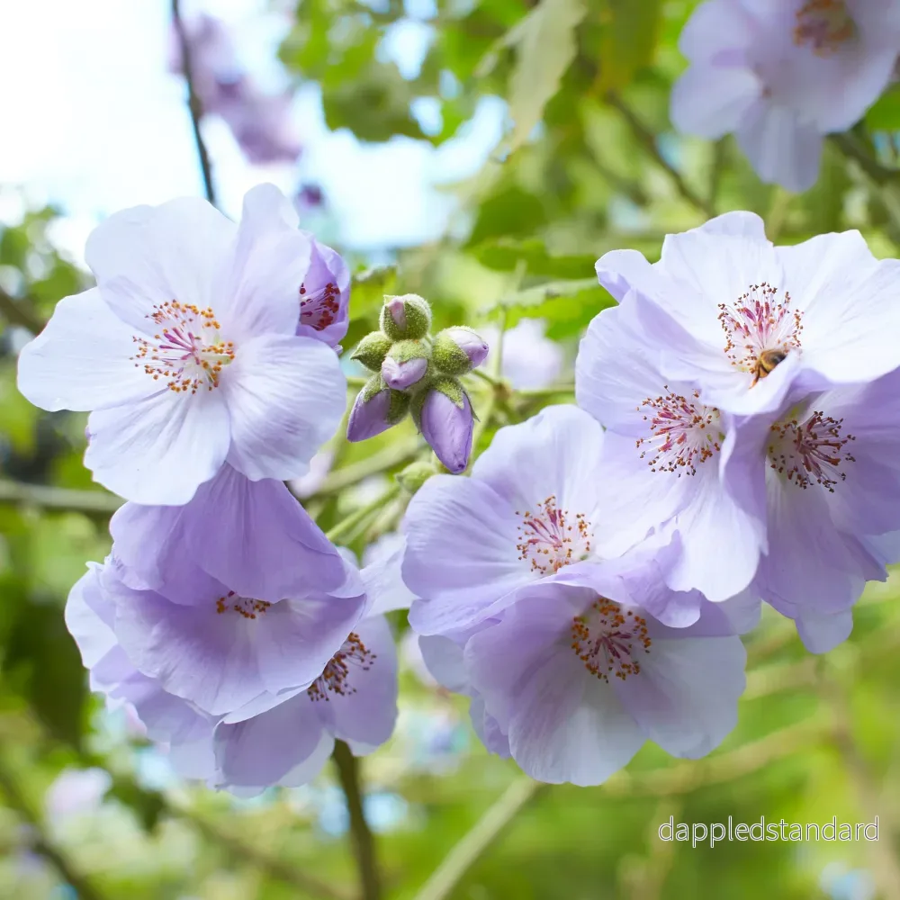 Lavendelmalva Lavendelmalva