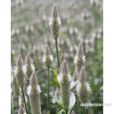 Axcelosia ´Xantippe´ Axcelosia ´Xantippe´