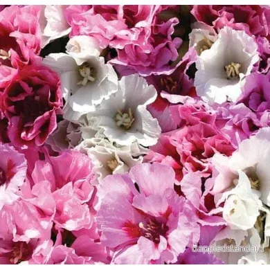 Atlasblomma ´Pastel Posies Mix´ Atlasblomma ´Pastel Posies Mix´