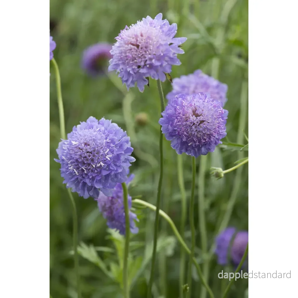 Praktvädd ´Blue Cockade´